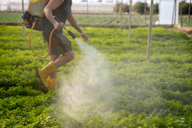 Best Ant Control Services  in Difficult Run, VA